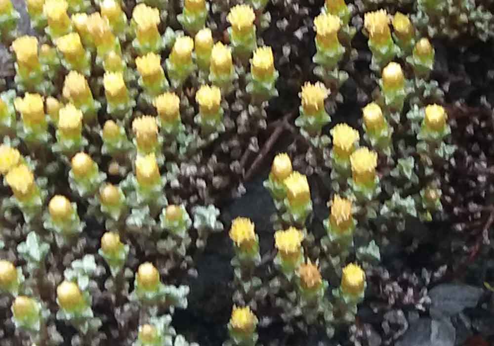 Raoulia australis (Asteraceae) - Nuova Zelanda