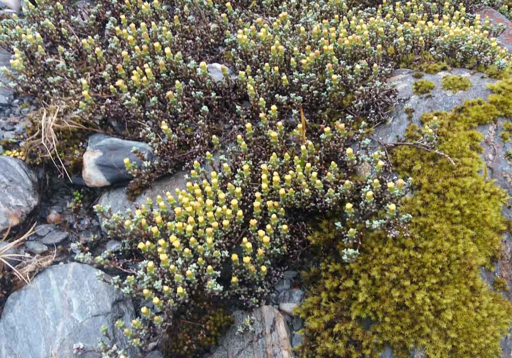 Raoulia australis (Asteraceae) - Nuova Zelanda