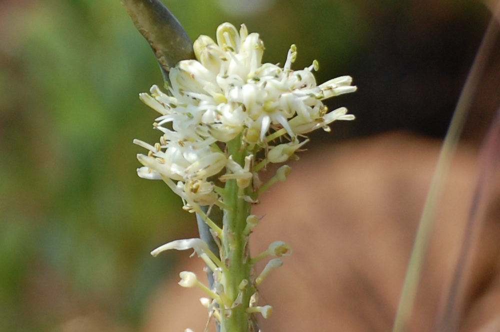 dal Sud Africa: Drimia cfr. delagoensis (Asparagaceae)