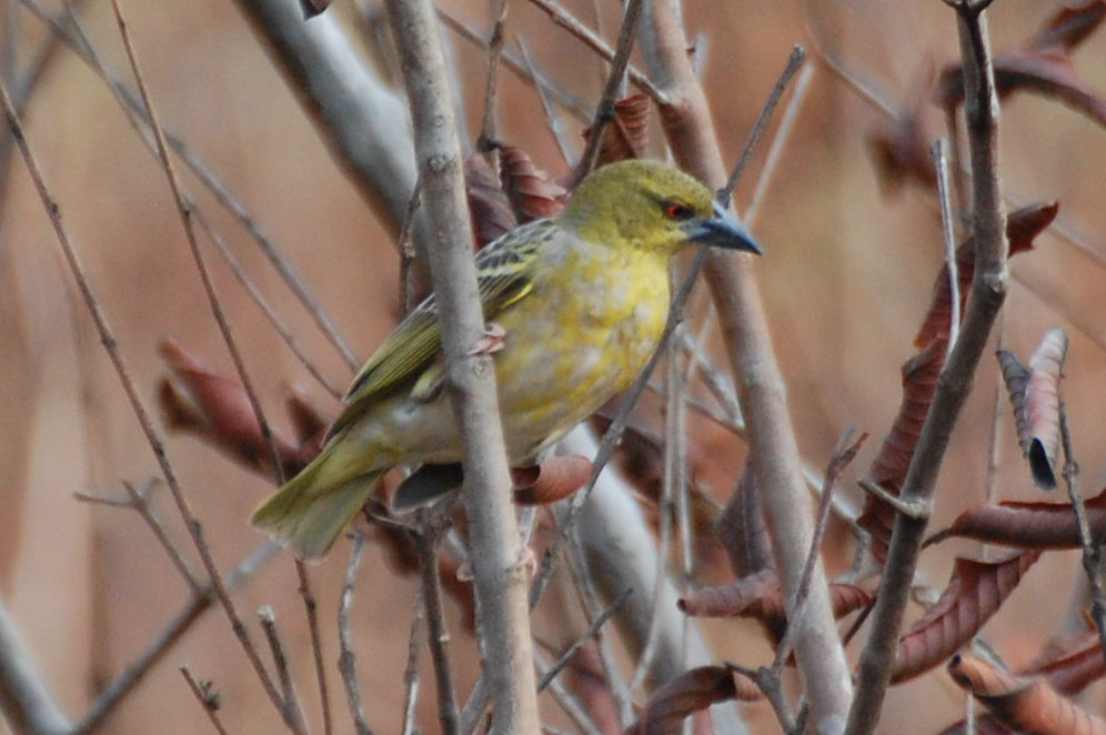 dal Sud Africa: Tessitore dei villaggi (Ploceus cucullatus)