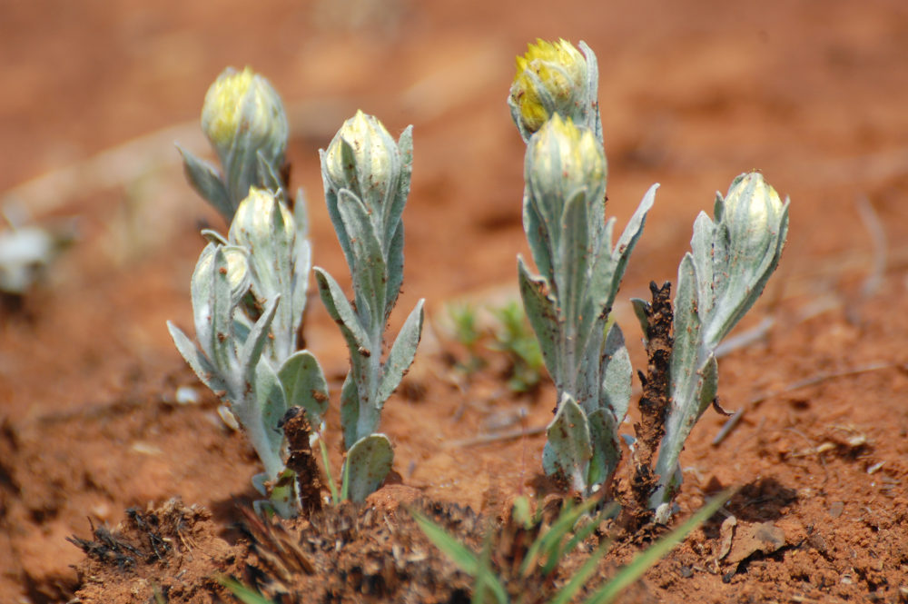 dal Sud Africa: Helichrysum sp. (Asteraceae)