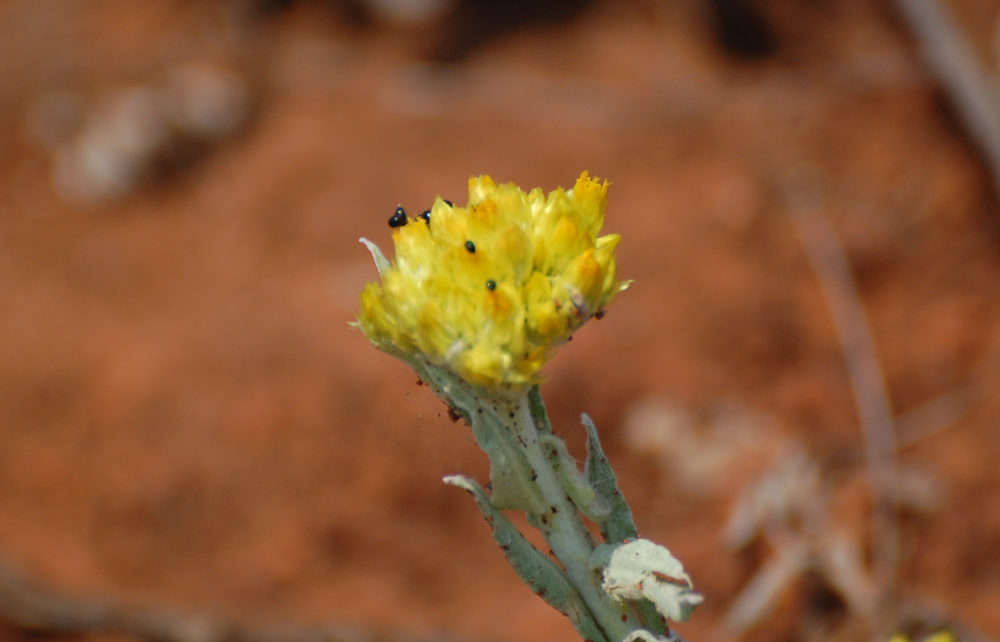 dal Sud Africa: Helichrysum sp. (Asteraceae)