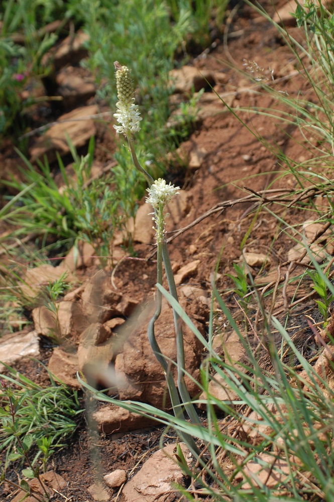 dal Sud Africa: Drimia cfr. delagoensis (Asparagaceae)
