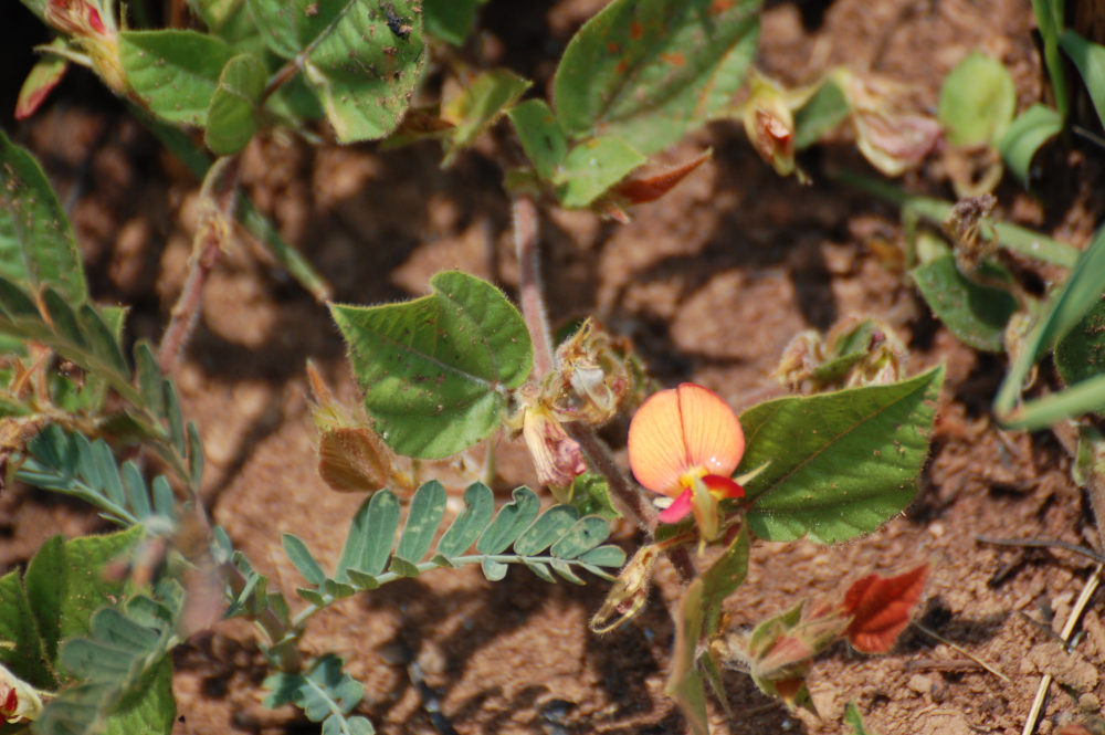dal Sud Africa: Rhynchosia monophylla (Fabaceae)