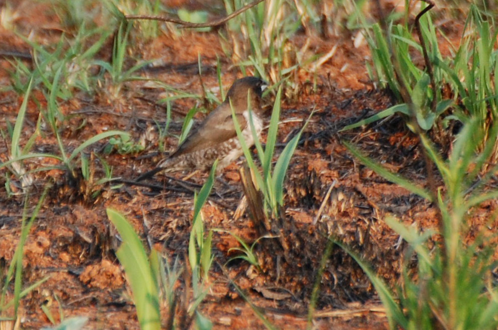 dal Sud Africa:  Lonchura  cucullata