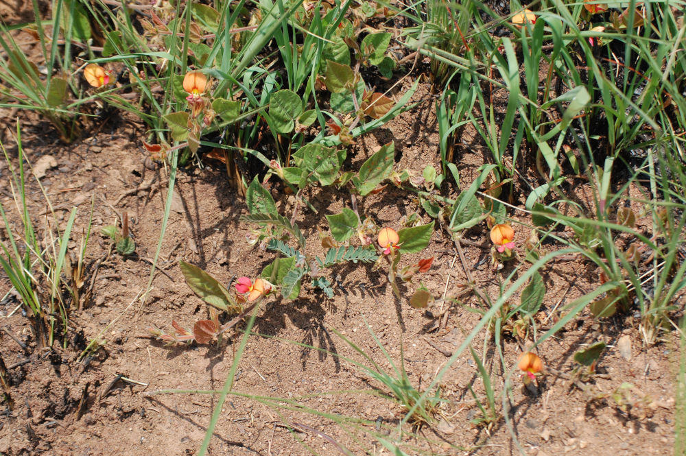 dal Sud Africa: Rhynchosia monophylla (Fabaceae)