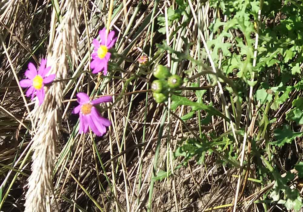 Asteraceae: Senecio elegans - Nuova Zelanda