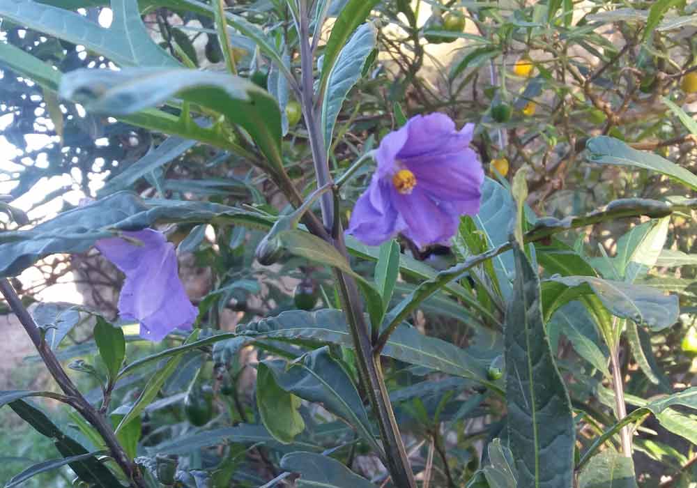 Solanum laciniatum (Solanaceae) - Nuova Zelanda