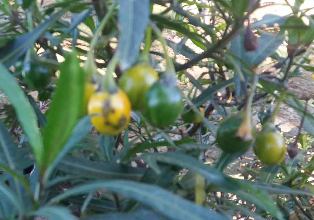 Solanum laciniatum (Solanaceae) - Nuova Zelanda