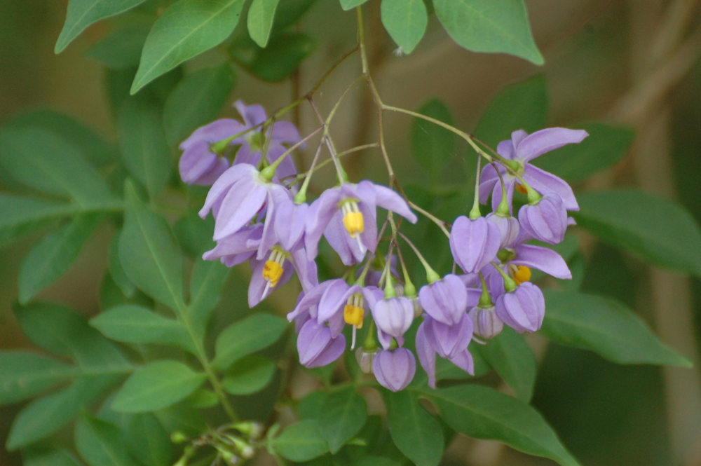 dal Sud Africa: Solanum seaforthianum (Solanaceae)