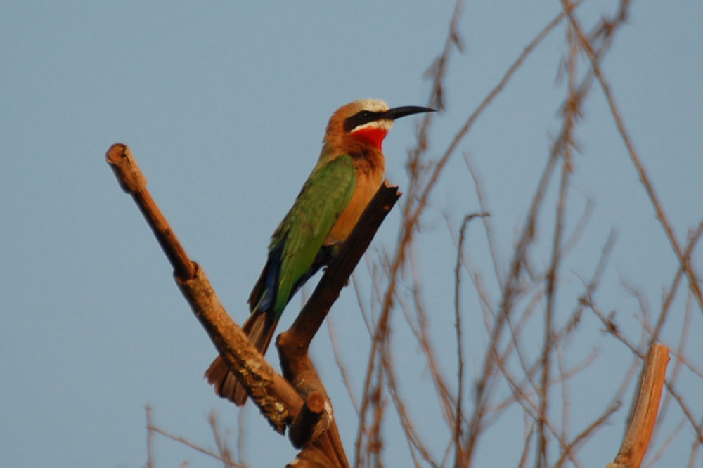 dal Sud Africa: Merops bullockoides/Gruccione frontebianca