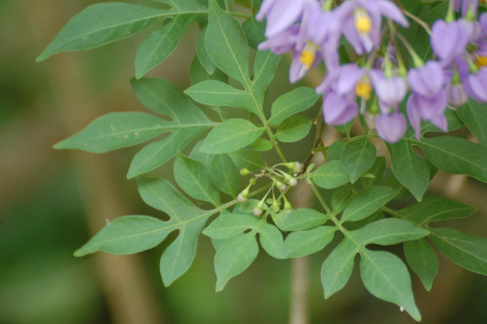 dal Sud Africa: Solanum seaforthianum (Solanaceae)