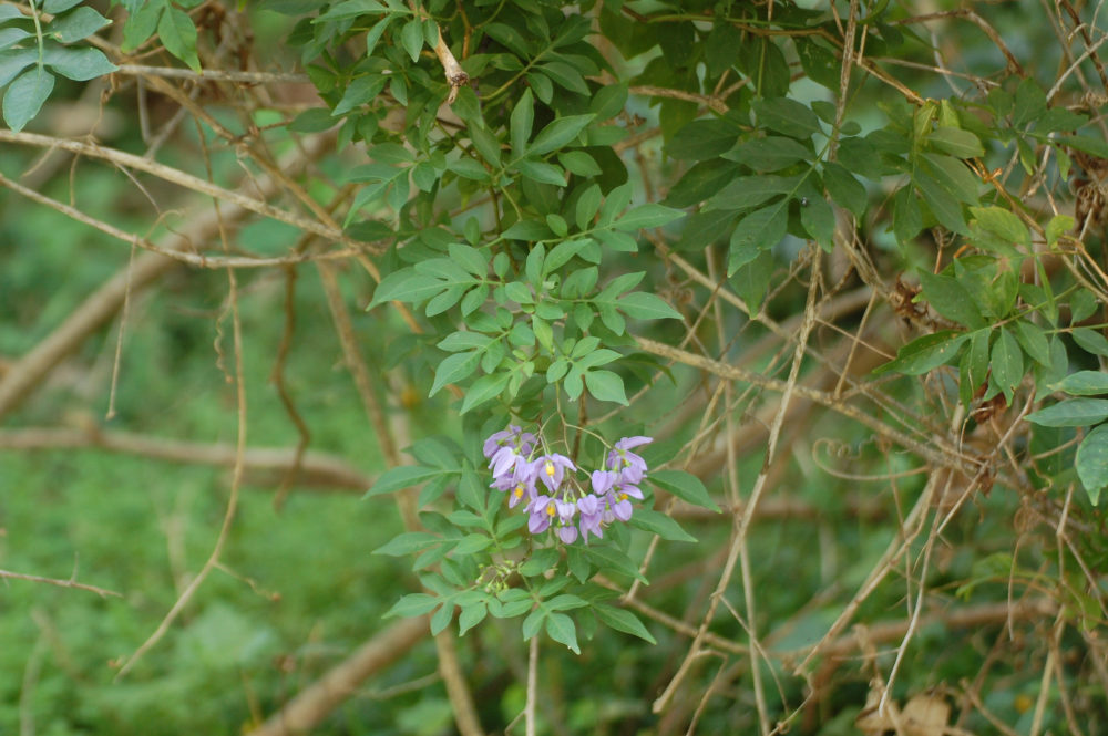 dal Sud Africa: Solanum seaforthianum (Solanaceae)