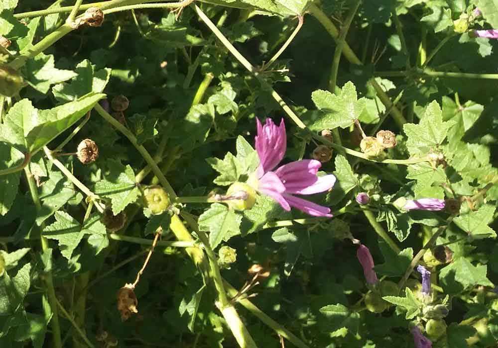 Malvaceae: Malva sylvestris - Nuova Zelanda