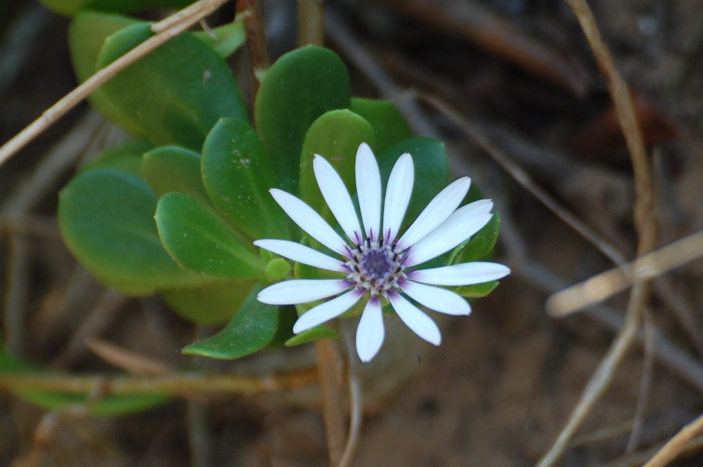 dal Sud Africa: Dimorphotheca fruticosa (Asteraceae)