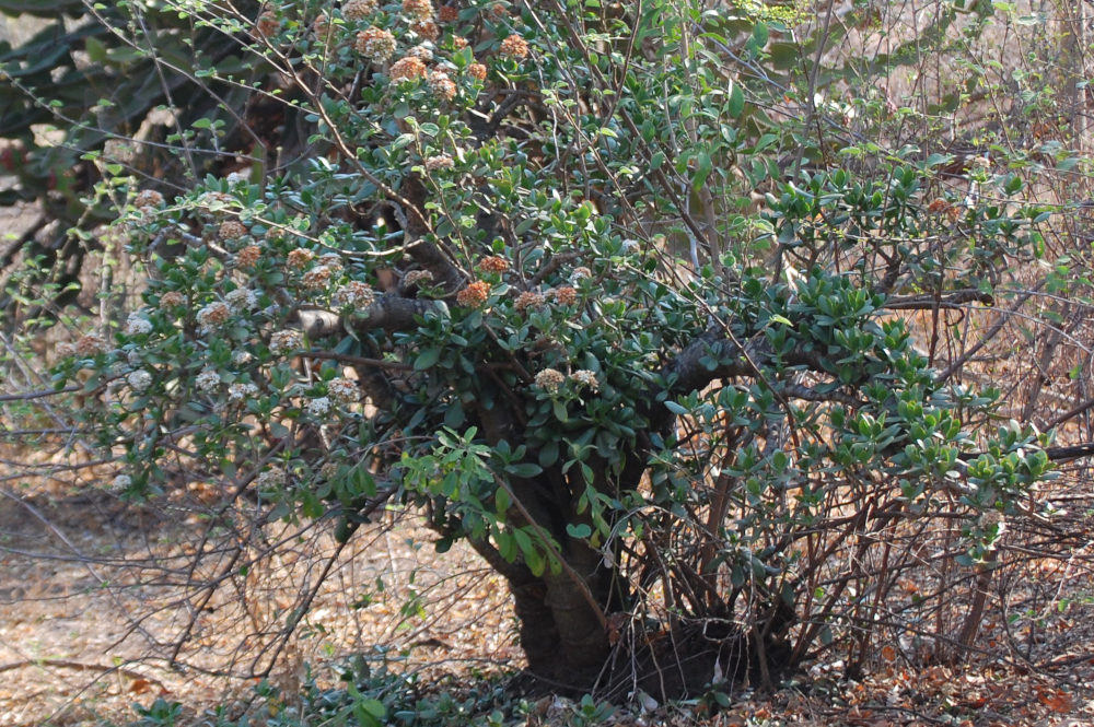 dal Sud Africa: Crassula ovata (Crassulaceae)