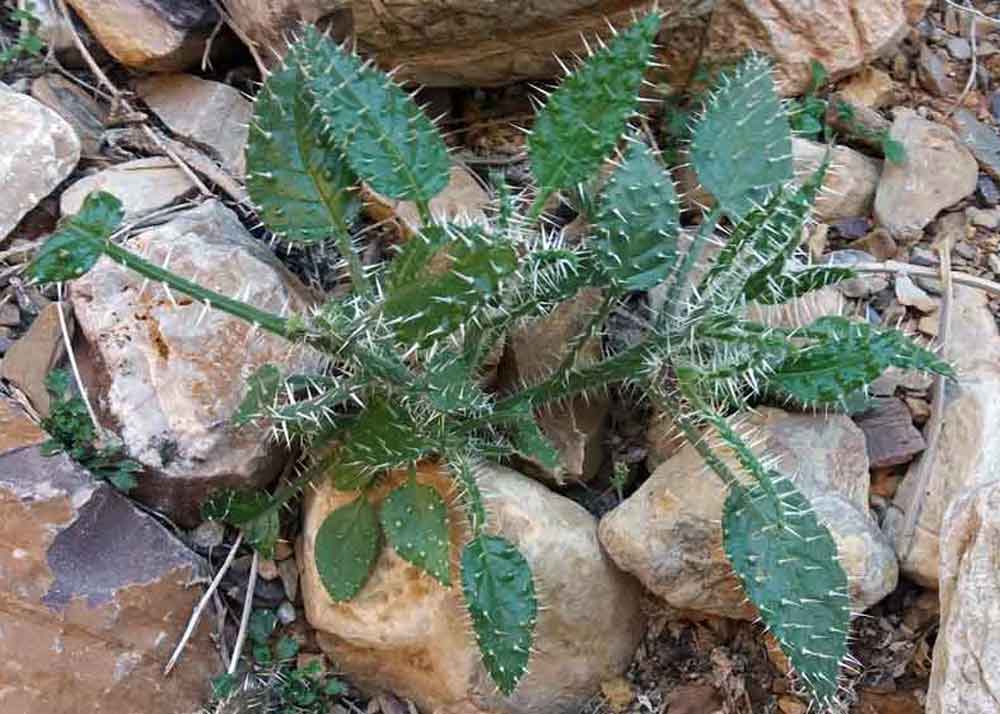 Codon royenii L. (Boraginaceae) - Namibia