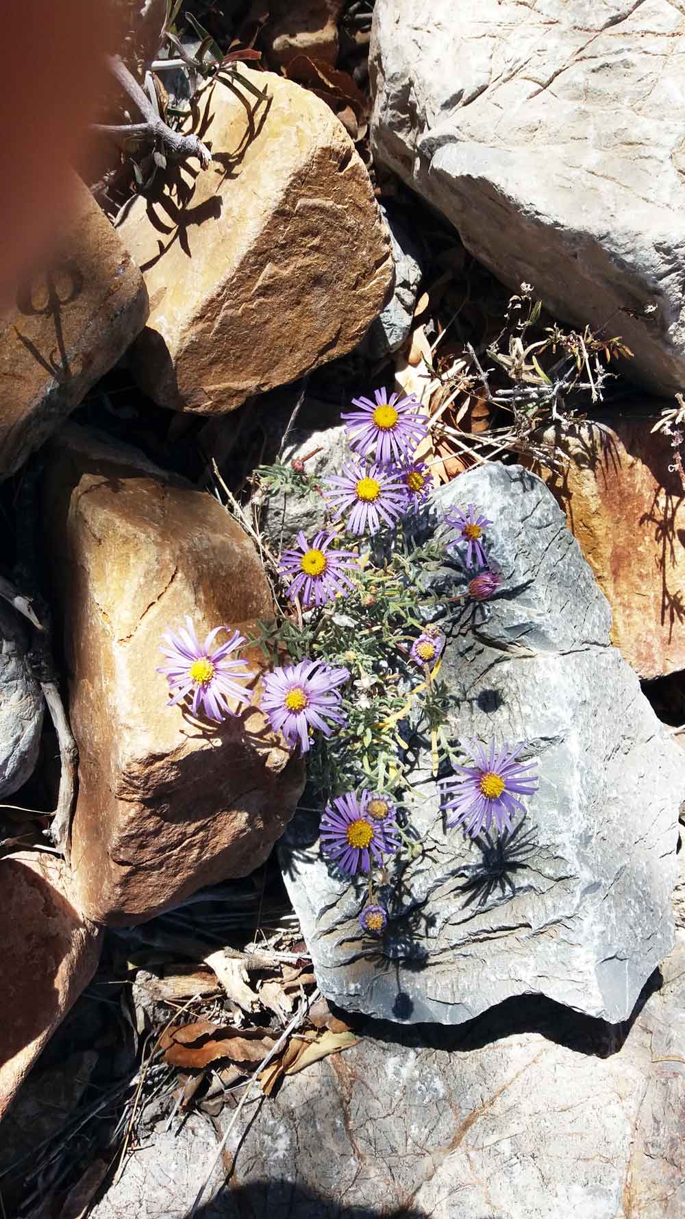 Felicia hirsuta DC. (Asteraceae) - Namibia