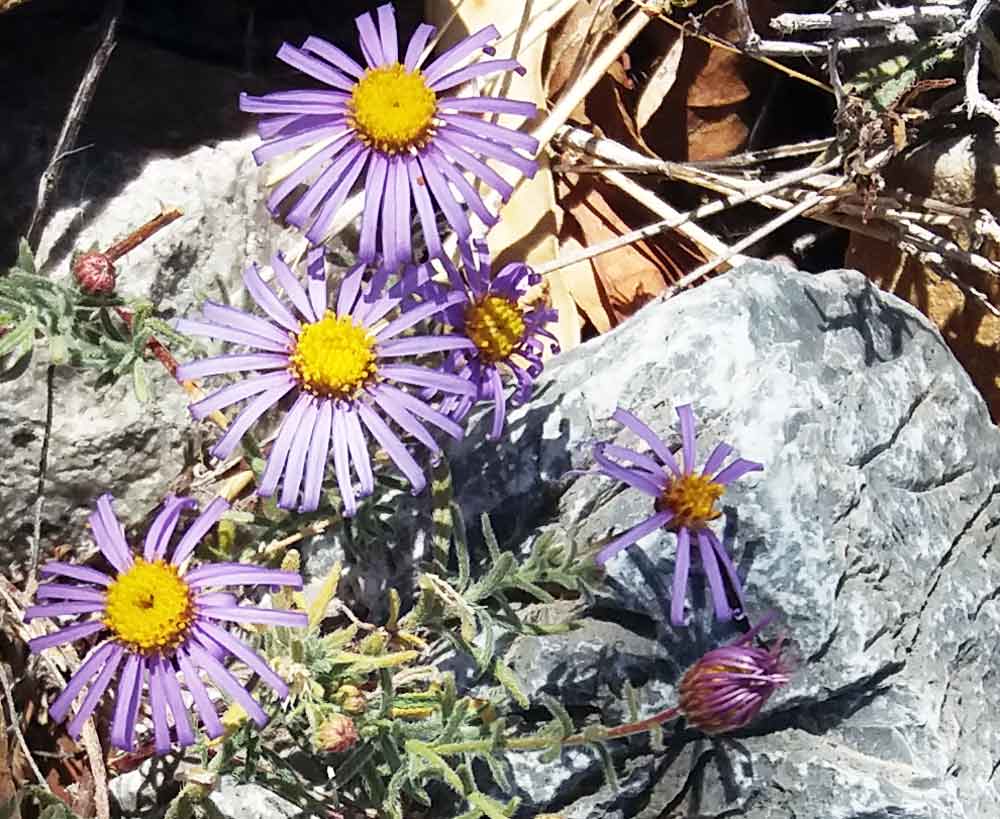 Felicia hirsuta DC. (Asteraceae) - Namibia