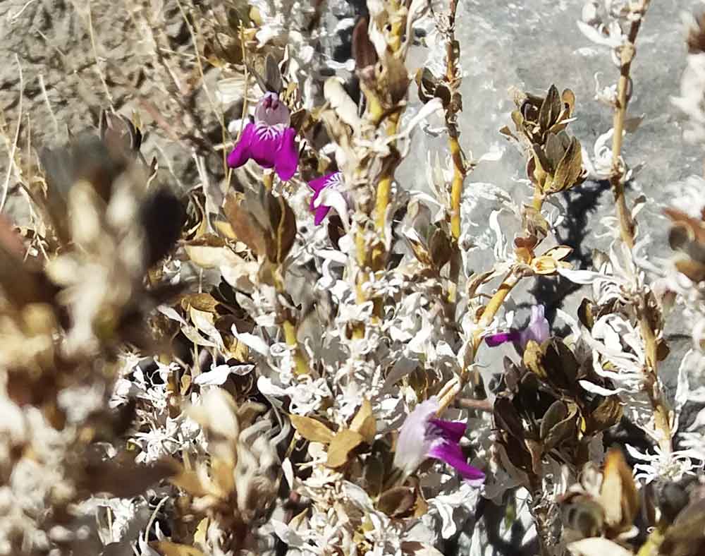 Monechma leucoderme (Acanthaceae) - Namibia