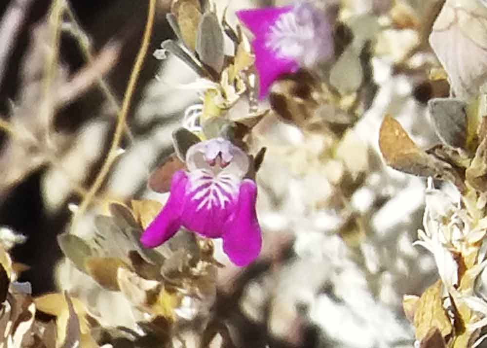 Monechma leucoderme (Acanthaceae) - Namibia