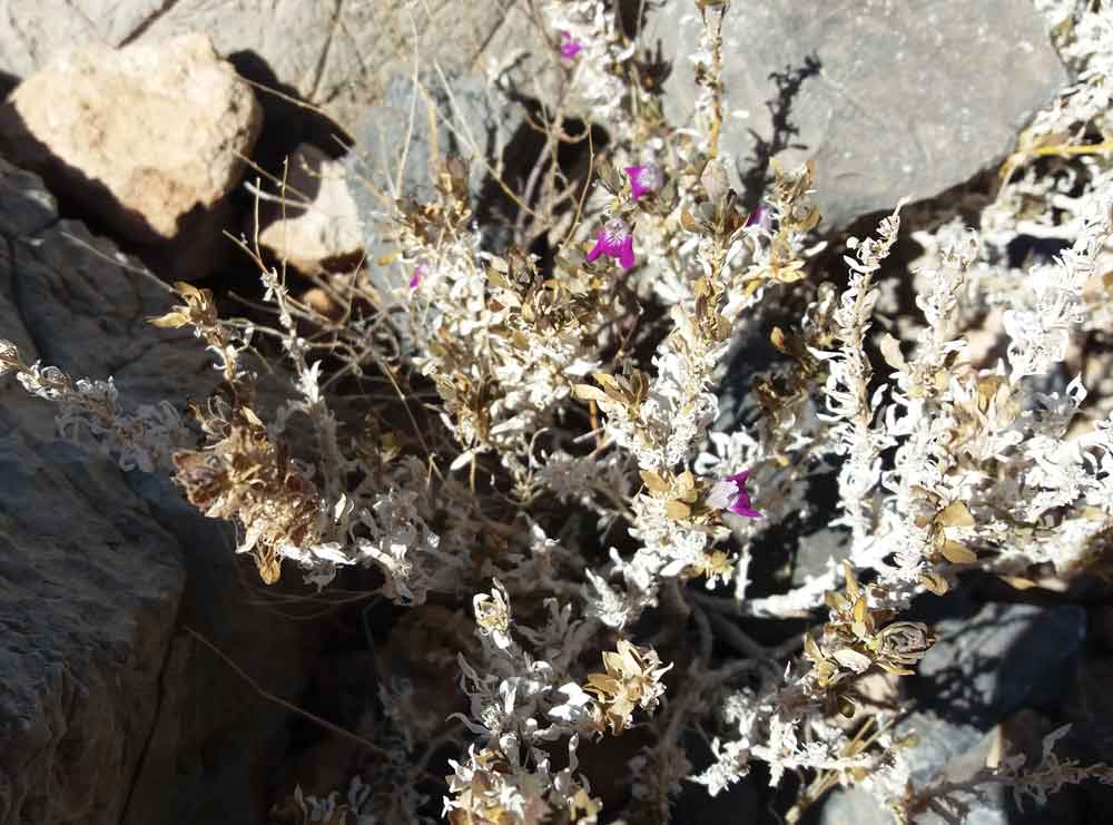 Monechma leucoderme (Acanthaceae) - Namibia