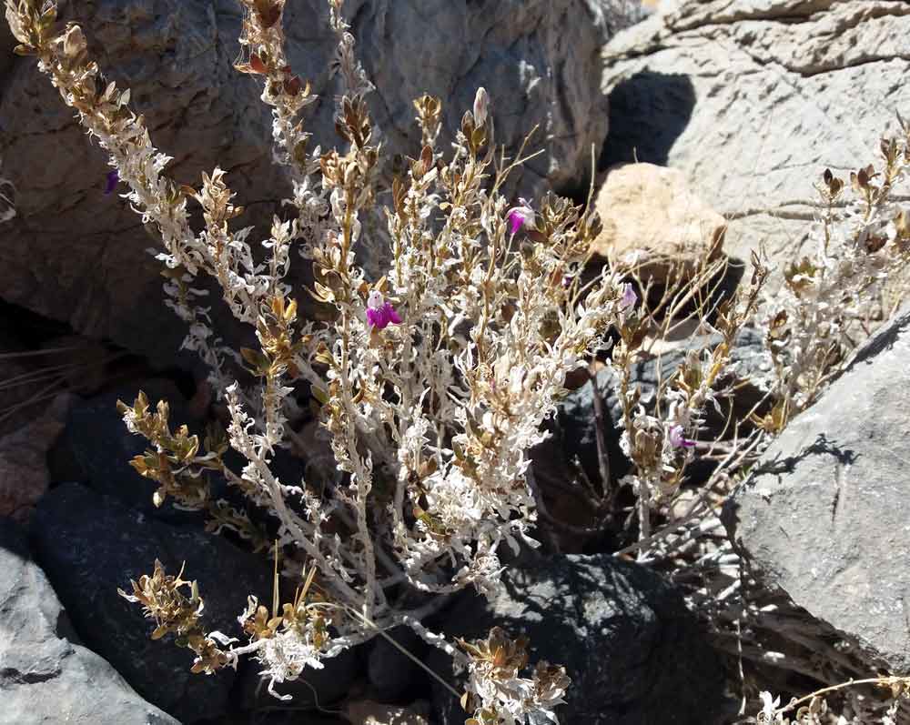 Monechma leucoderme (Acanthaceae) - Namibia