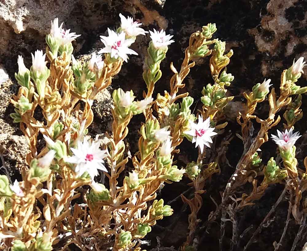 Helichrysum cfr. candolleanum (Asteraceae)  Namibia