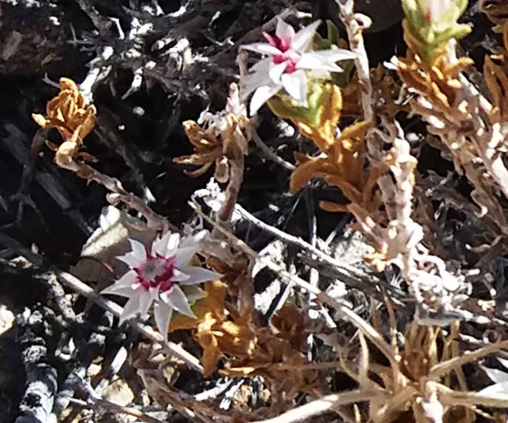 Helichrysum cfr. candolleanum (Asteraceae)  Namibia