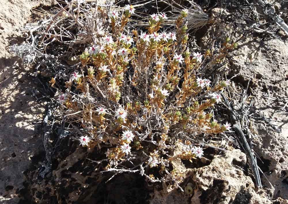 Helichrysum cfr. candolleanum (Asteraceae)  Namibia