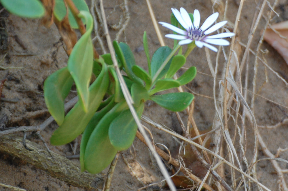 dal Sud Africa: Dimorphotheca fruticosa (Asteraceae)