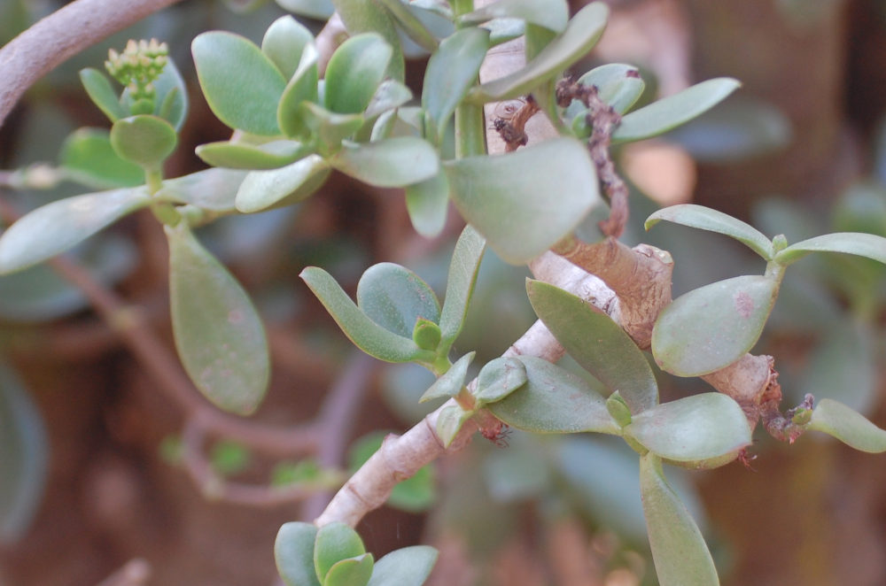 dal Sud Africa: Crassula ovata (Crassulaceae)