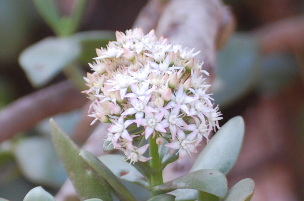 dal Sud Africa: Crassula ovata (Crassulaceae)