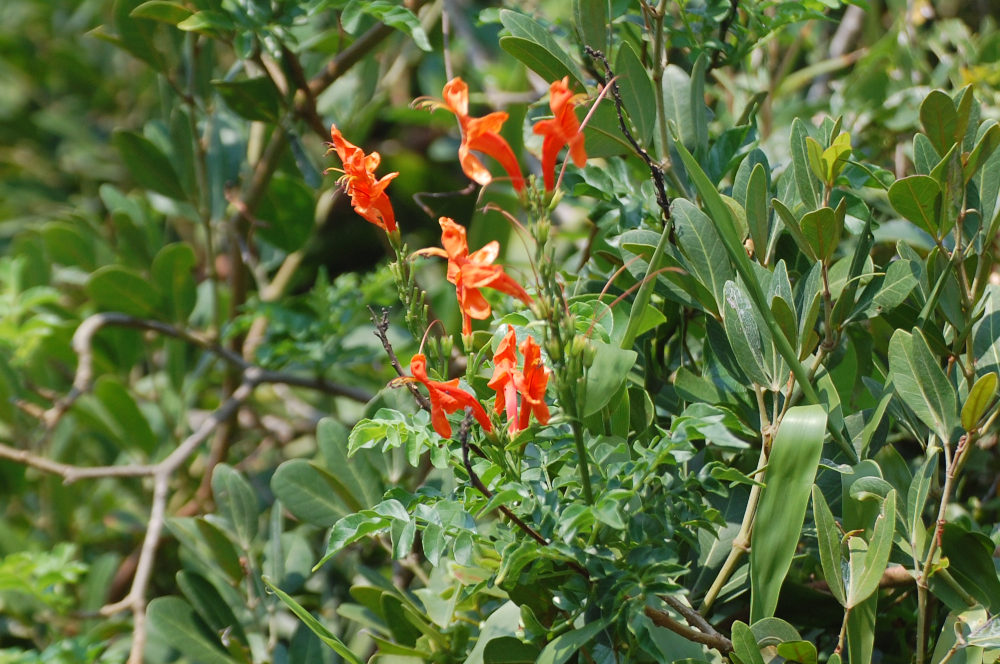 dal Sud Africa: Tecoma capensis (Bignoniaceae)