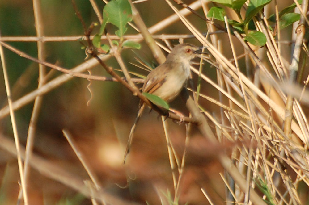 dal Sud Africa: Prinia fianchifulvi (Prinia subflava)