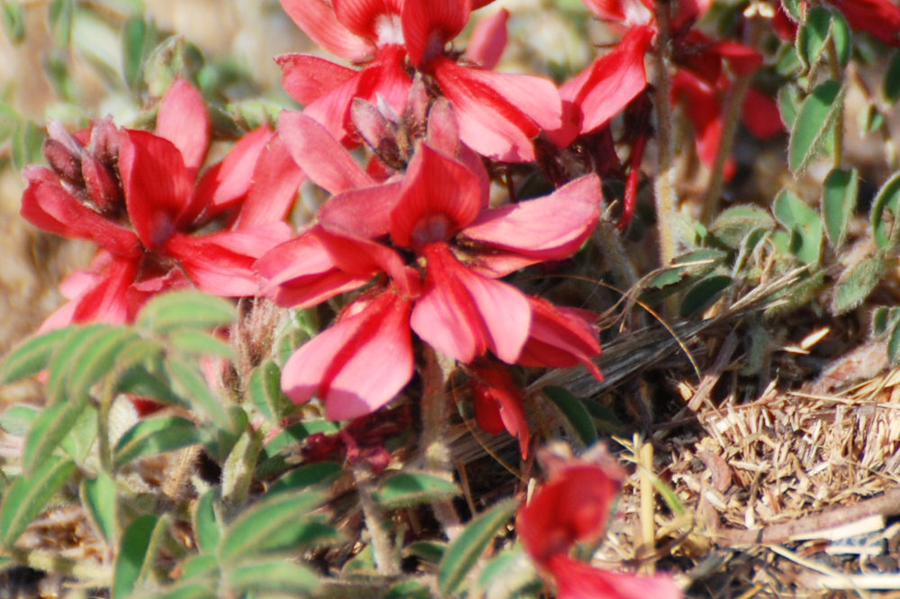 dal Sud Africa: Indigofera sanguinea (Fabaceae)