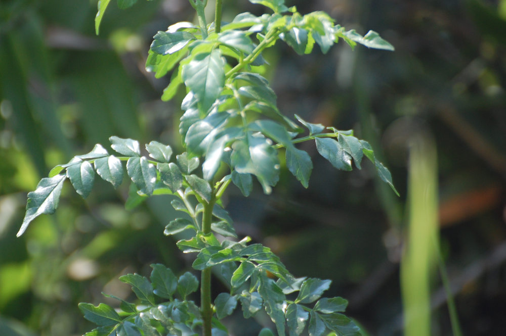 dal Sud Africa: Tecoma capensis (Bignoniaceae)