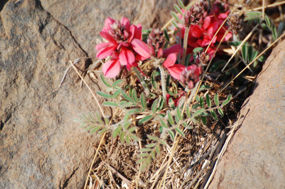 dal Sud Africa: Indigofera sanguinea (Fabaceae)