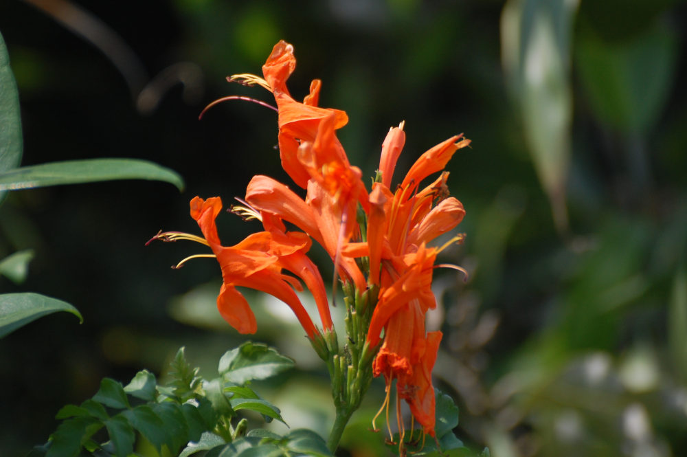 dal Sud Africa: Tecoma capensis (Bignoniaceae)