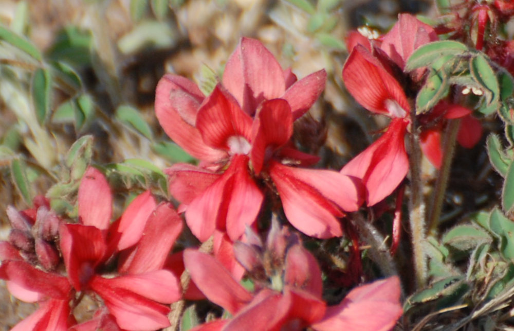 dal Sud Africa: Indigofera sanguinea (Fabaceae)