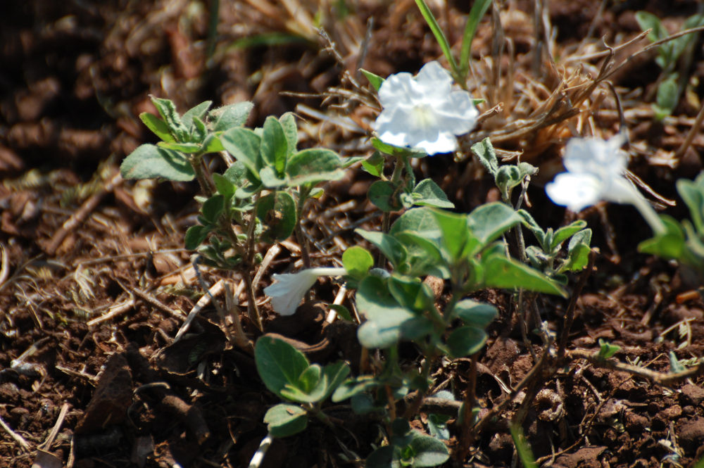 dal Sud Africa:  Ruellia patula (Acanthaceae)