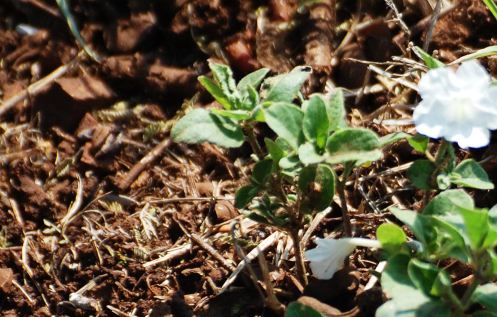 dal Sud Africa:  Ruellia patula (Acanthaceae)