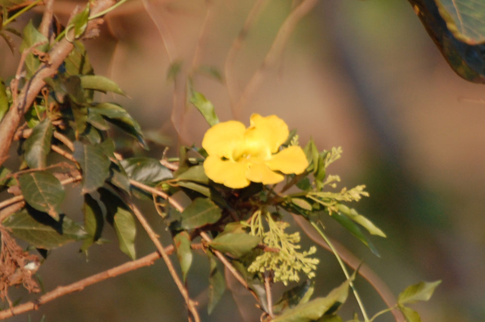 dal Sud Africa: Dolichandra unguis-cati  (Bignoniaceae)