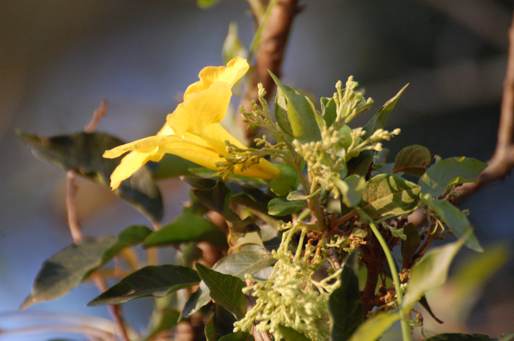 dal Sud Africa: Dolichandra unguis-cati  (Bignoniaceae)