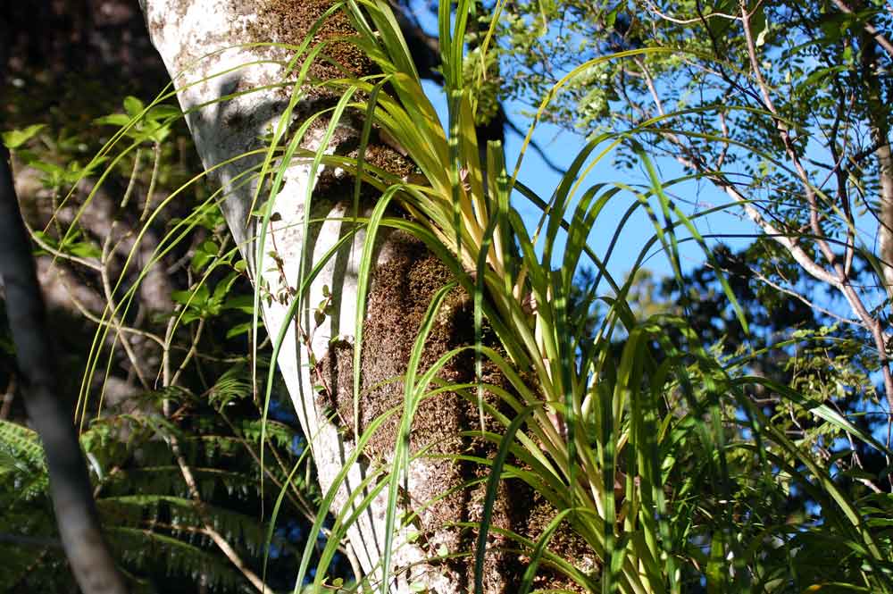 Freycinetia banksii A.Cunn. (Pandanaceae) - Nuova Zelanda