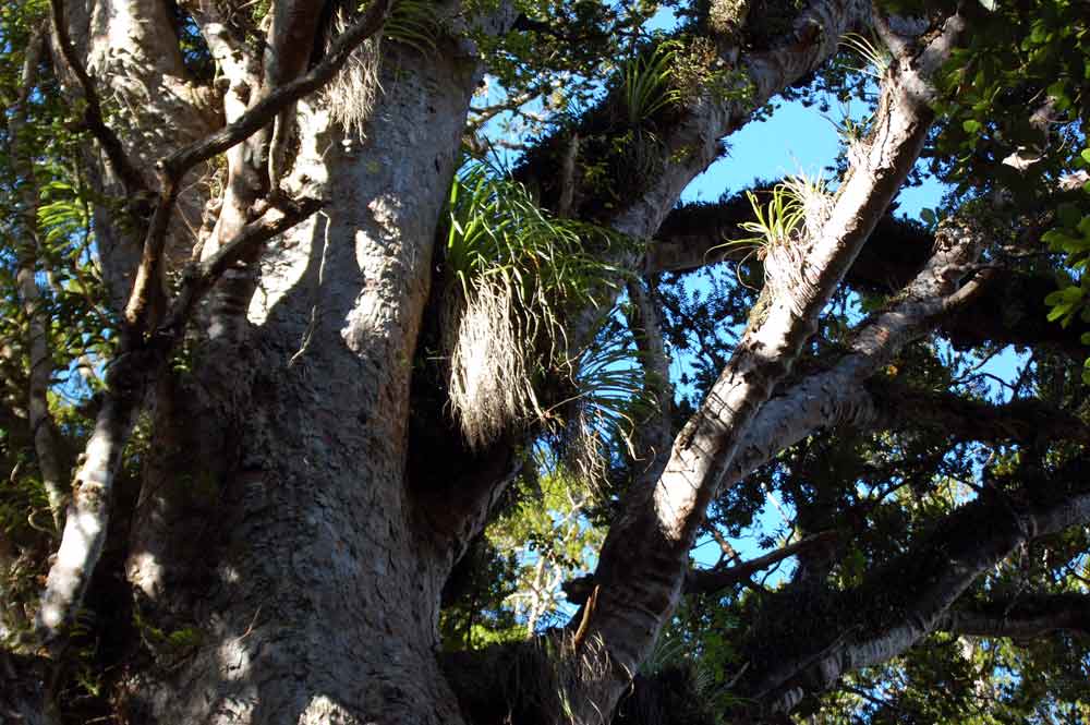 Freycinetia banksii A.Cunn. (Pandanaceae) - Nuova Zelanda