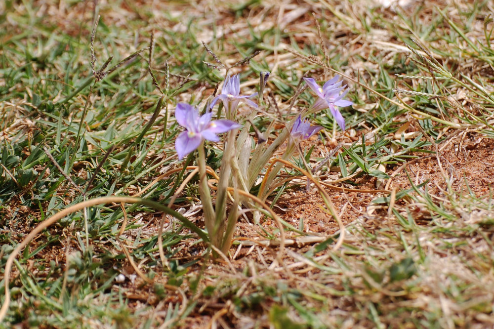 dal Sud Africa: Moraea setifolia (Iridaceae)