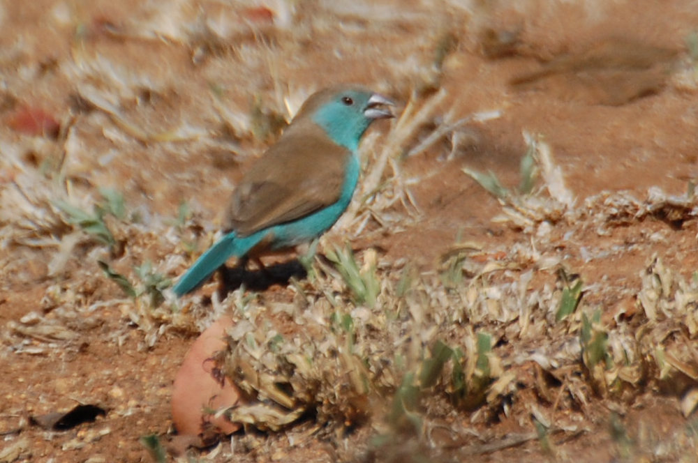 dal Sud Africa: Astrilde blu (Uraeginthus angolensis)