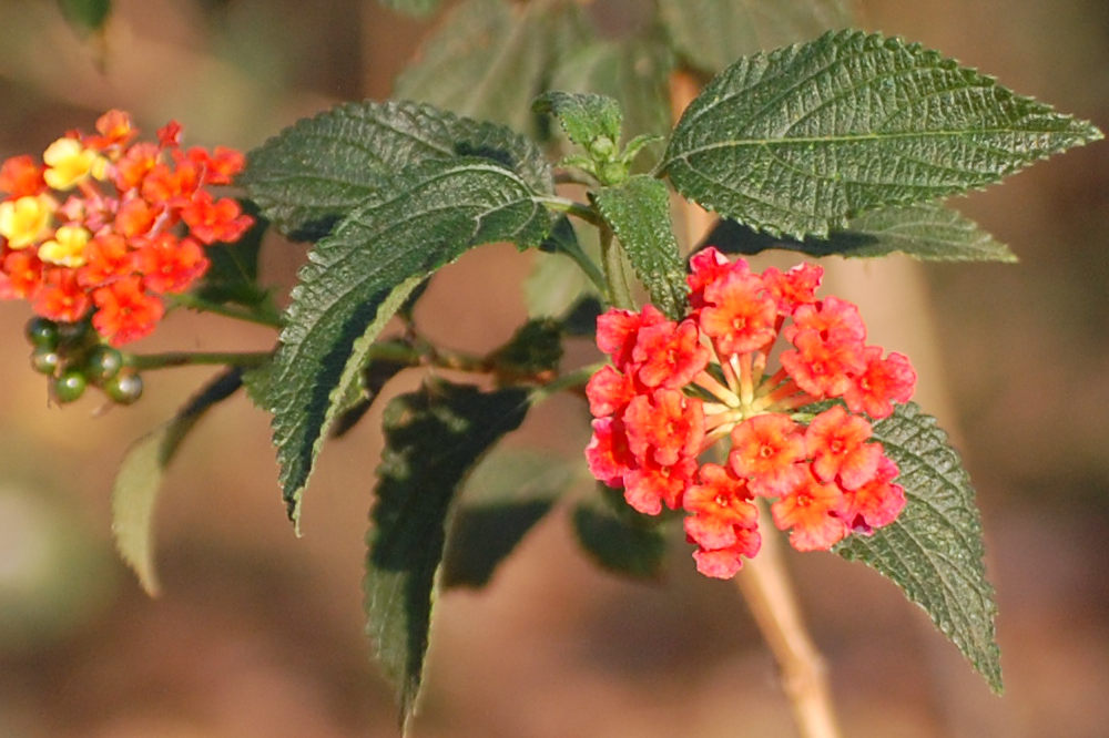 dal Sud Africa:  Lantana camara (Verbenaceae)