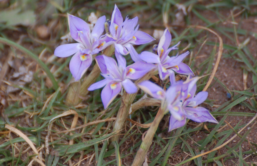 dal Sud Africa: Moraea setifolia (Iridaceae)